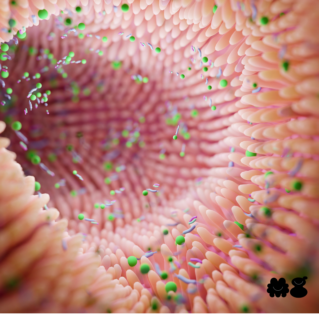 Unlocking the Gut-Brain Connection: How Your Emotions Affect Your Digestion