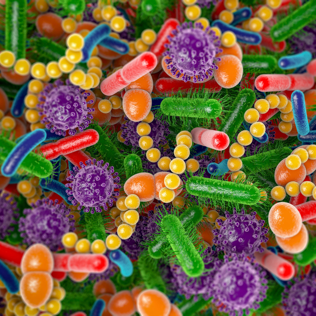 Ingredient Hero: The Gut-Healthy Benefits of Saccharomyces Boulardii